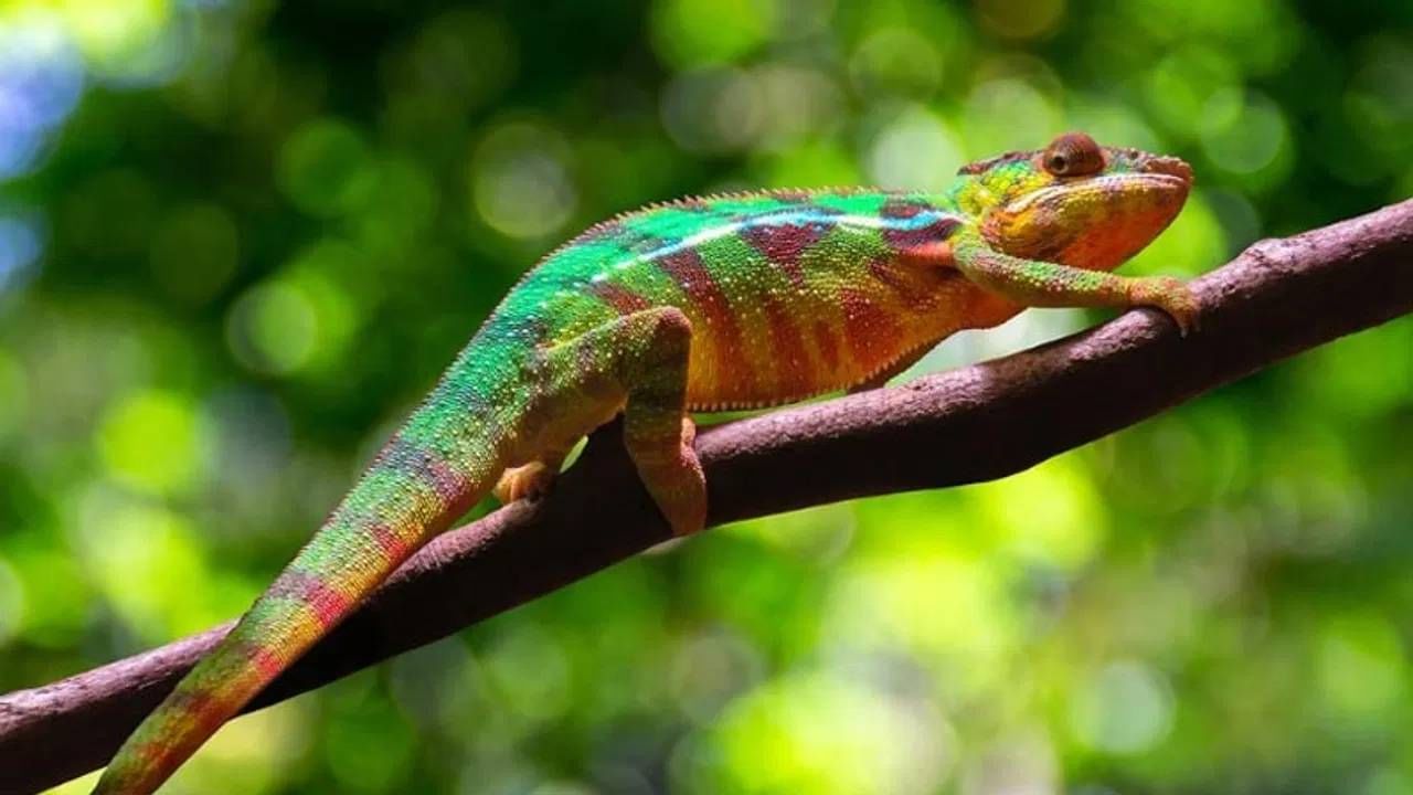 Vastu tips: अचानक सरडा दिसणे म्हणजे नेमकं काय संकेत? जाणून घ्या शास्त्रीय कारण...