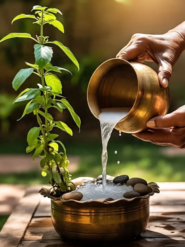 तुळशीला नारळ पाणी अर्पण केल्याने काय लाभ मिळतात? तुळशीला नारळ पाणी अर्पण केल्याने काय लाभ मिळतात?