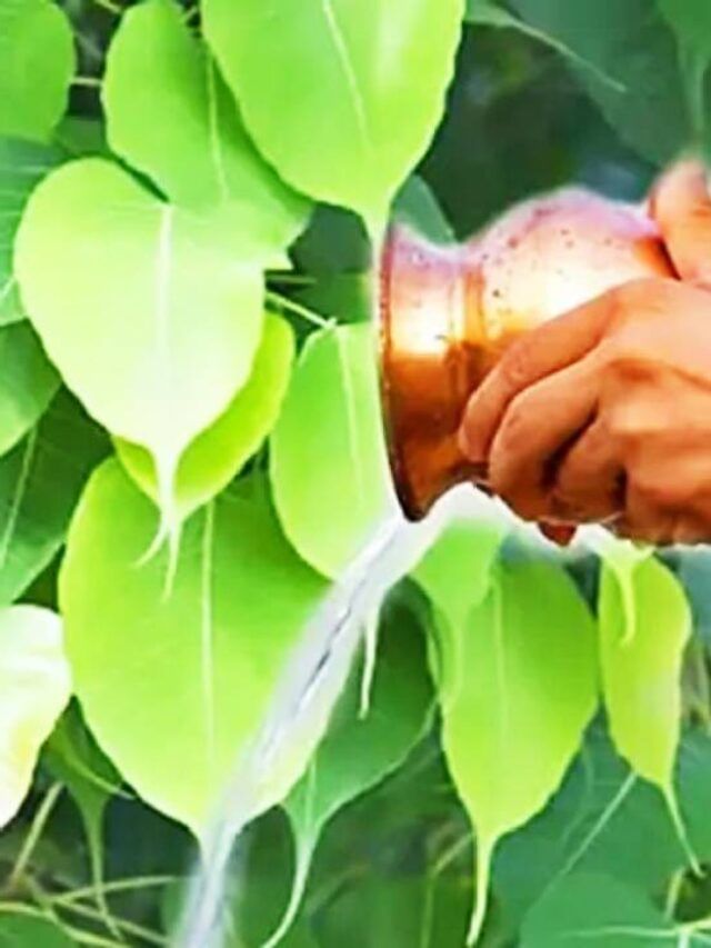 पिंपळाला पाणी घालताना म्हणा हा मंत्र, देव होईल प्रसन्न पिंपळाला पाणी घालताना म्हणा हा मंत्र, देव होईल प्रसन्न
