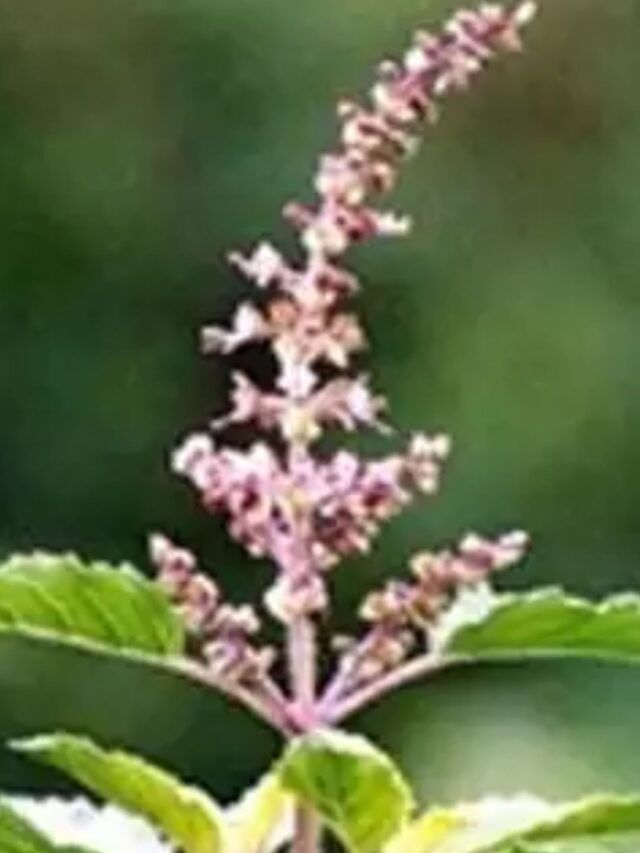 घरातील तिजोरीत तुळशीचे फुल ठेवल्यावर काय फायदे होतात? घरातील तिजोरीत तुळशीचे फुल ठेवल्यावर काय फायदे होतात?