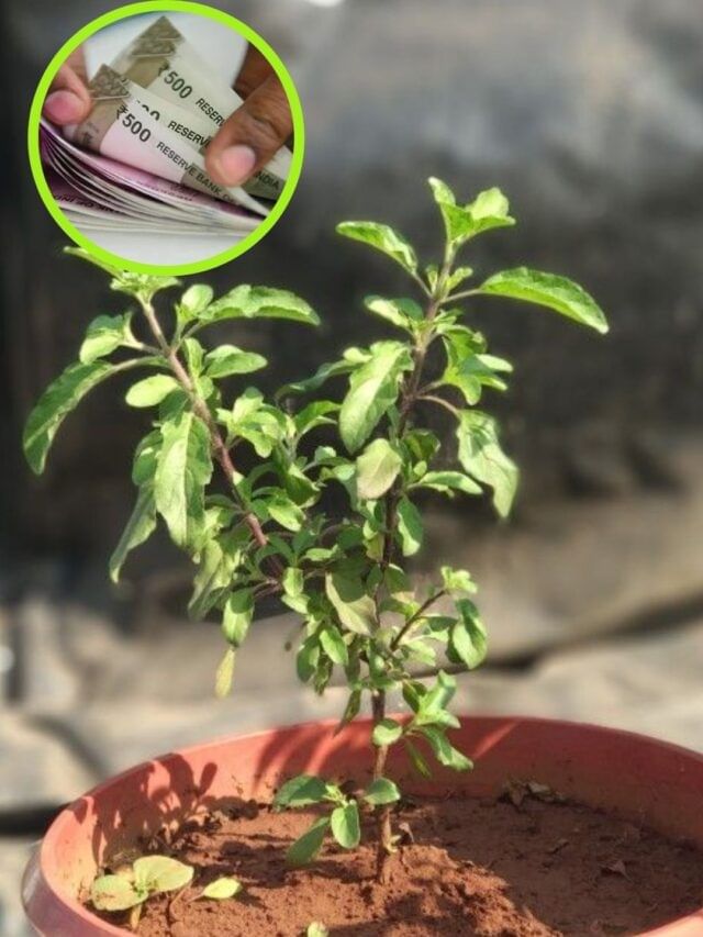 घरात तुळस आहे? फक्त एवढंच काम करा; आयुष्यभर राहाल धनवान घरात तुळस आहे? फक्त एवढंच काम करा; आयुष्यभर राहाल धनवान