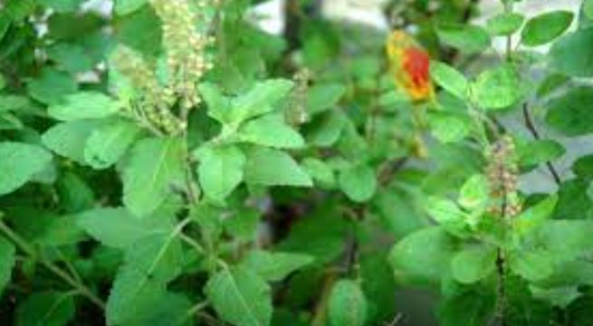 तुळशीची पानं खाल्ल्यास तणावापासून मुक्ती मिळते. कारण या झाडाच्या पानांचे सेवन केल्यास स्ट्रेस हार्मोन कमी होते. 