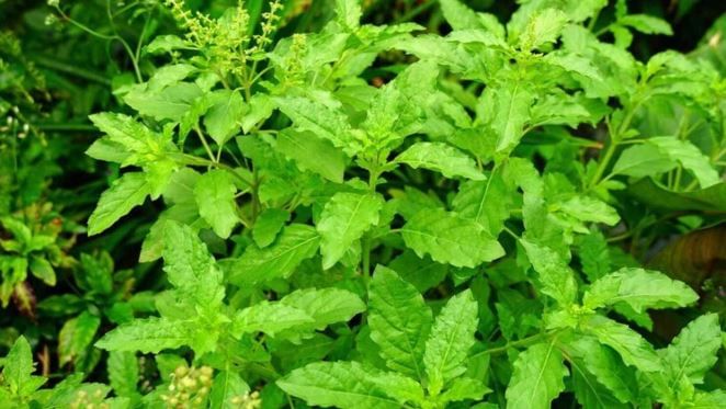 तुळशीची पाने खाल्ल्याने बुद्धीचा चांगला विकास होतो. स्मरणशक्तीही वाढण्यास मदत होते. 