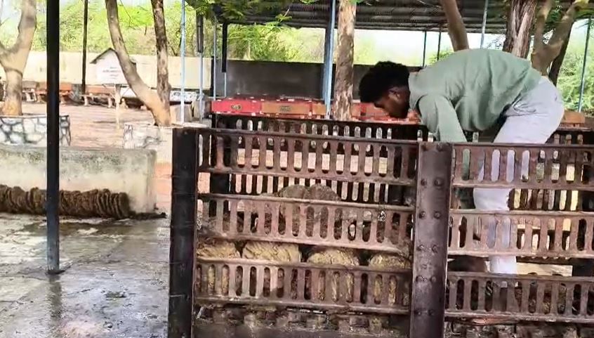या घटनेमुळे शहरात भीतीचे वातावरण निर्माण झाले असून,याआधीही अशा घटना घडल्या असून ग्रामपंचायत व पोलीस प्रशासन याकडे दुर्लक्ष करत असल्याचा आरोप होत आहे.