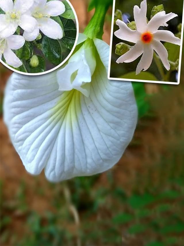 कोणती 3 फुले स्वर्गातून धरतीवर आली? कोणती 3 फुले स्वर्गातून धरतीवर आली?