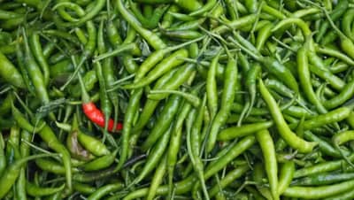 एक हिरवी मिर्ची तुमचं आयुष्य वाढवेल, जाणून घ्या तज्ञांचे मत....