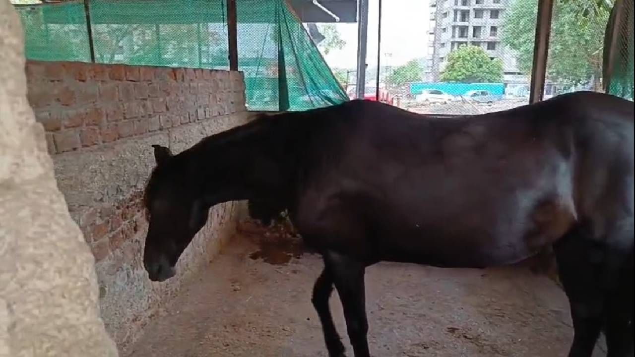 हगवणे यांच्या घरात घरकाम करणारे घराचे केअरटेकर पाळलेला घोडा, कुत्रा यांची काळजी घेत आहेत. तसेच त्यांचं घरही सांभाळत आहेत.