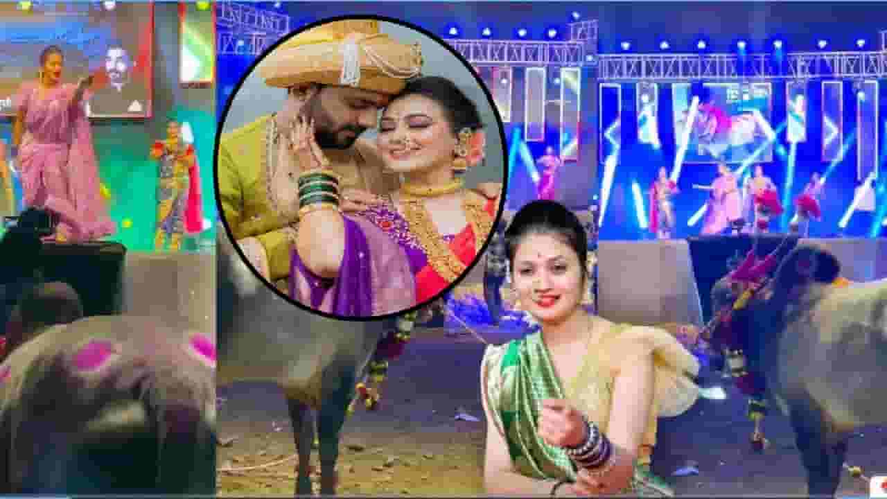 Vaishnavi Hagawane Case : सुनांना मारझोड करणाऱ्या हगवणेंचा आणखी एक उद्योग समोर, बैलासमोर नाचवलं गौतमी पाटीलला, VIDEO व्हायरल