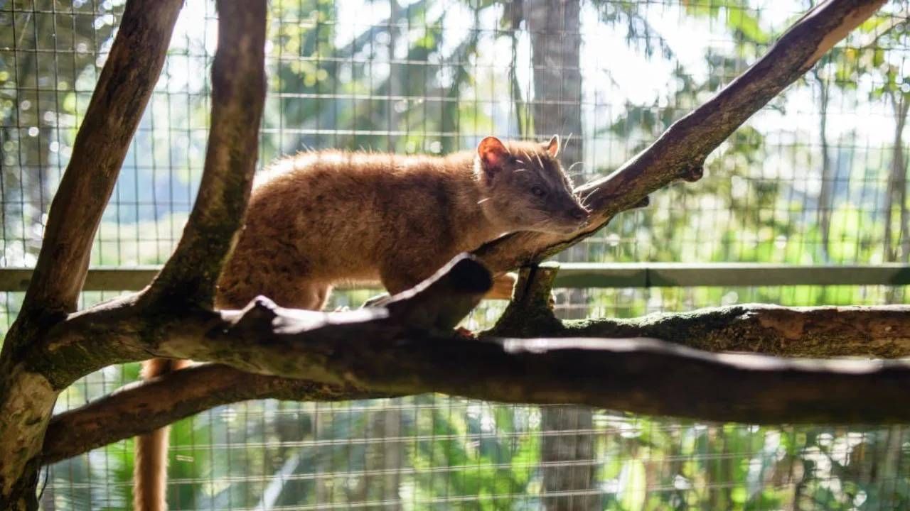 कोपी लुवाक ही प्राण्याच्या विष्ठेपासून तयार केली जाते. सिव्हेट हा मांजरीसारखा दिसणार प्राणी आहे. ही कॉफी त्याने खाऊन टाकलेल्या कॉफी बीन्सपासून तयार केली जाते. म्हणूनच या कॉफीला सिव्हेट कॉफी असंही म्हणतात.