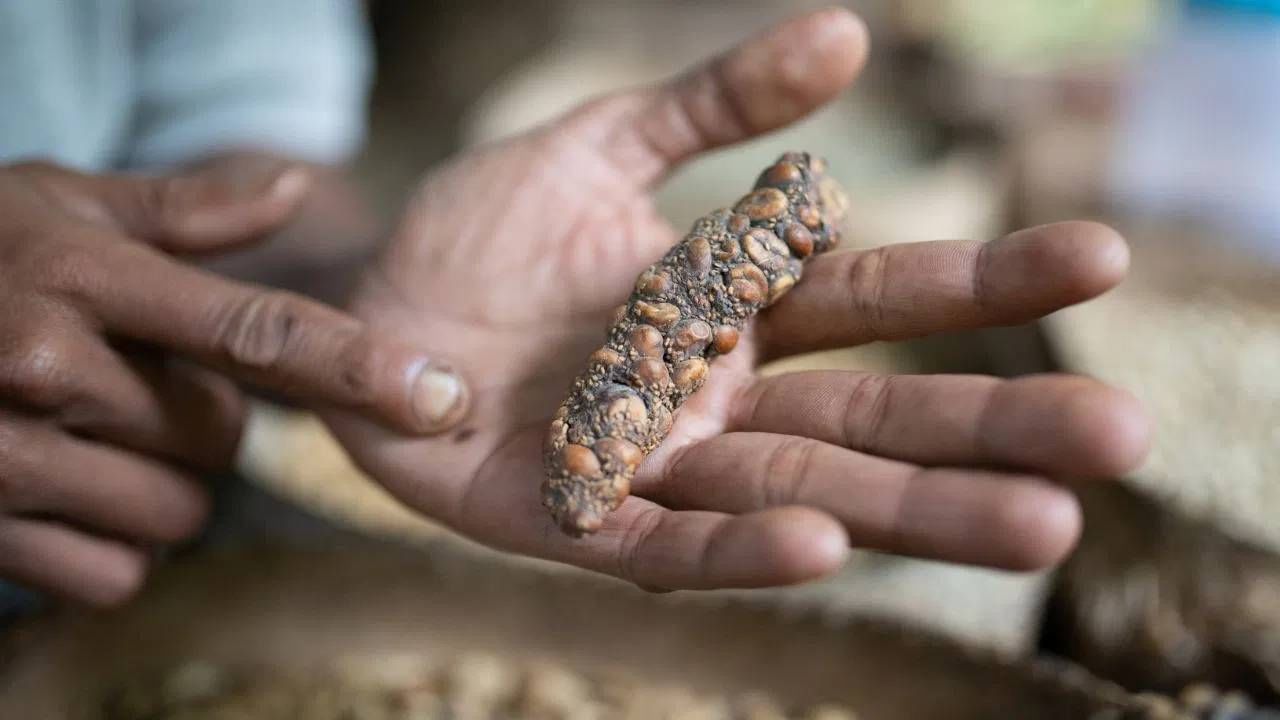 कॉफी महाग असण्याचं कारण काही वेगळं आहे. कारण ही कॉफी बनवण्याची पद्धत वेगळी आहे. या कॉफीचे नाव कोपी लुवाक आहे. एक कप कॉफी पिण्यासाठी तुमच्याकडे 6 हजार रुपये असणं आवश्यक आहे.