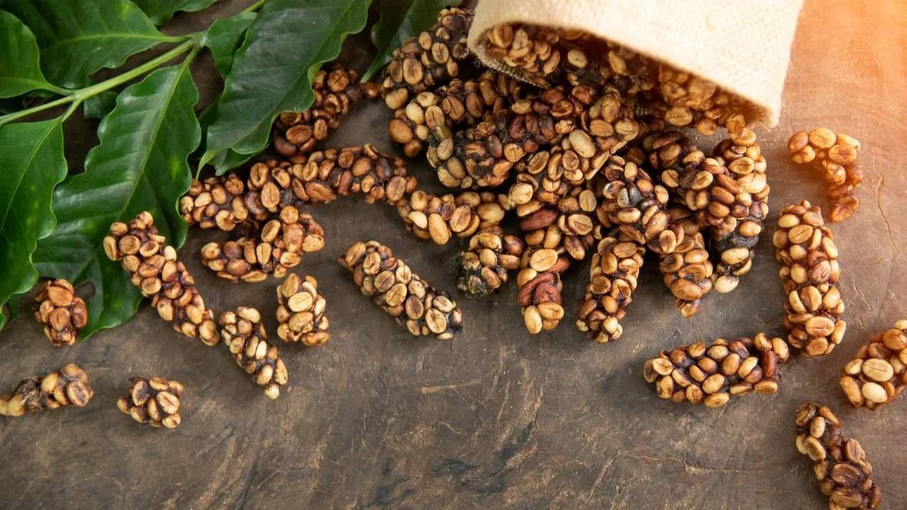 तुम्ही फिल्टर कॉफी, ब्लॅक कॉफी, कोल्ड कॉफी इत्यादी वेगवेगळ्या कॉफीच्या प्रकाराचा आस्वाद घेतला असेल. पण जगातल्या सर्वात महागड्या कॉफीबद्दल तुम्हाला माहिती आहे. पण या कॉफीची किंमत अनेकांच्या आवाक्याबाहेर आहे. का ते जाणून घ्या.