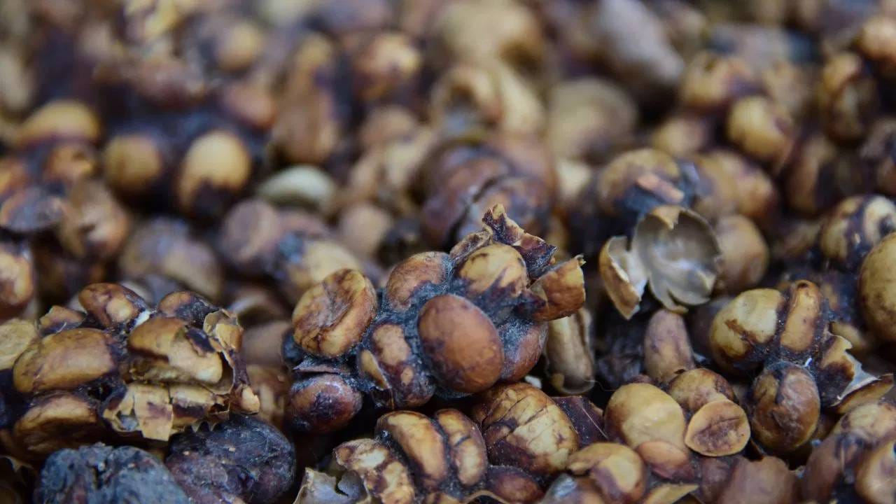 जगातील सर्वात महागडी कोपी लुवाक कॉफी सिव्हेटच्या विष्ठेतून तयार होते. या कॉफीचा सुगंध आणि चव एकदम भारी असल्याचं चाहते सांगतात. पण ही कॉफी सर्व सामान्यांच्या आवाक्याबाहेर आहे, हे देखील तितकंच खरं आहे. (सर्व फोटो: टीव्ही 9 नेटवर्क)