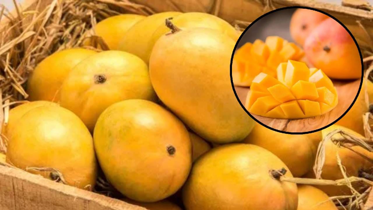 Indias Exports : भारताचे 4 कोटींचे आंबे अमेरिकेने परत पाठवले, पण का? 10 वर्षात पहिल्यांदाच असं काय घडलं? Indias Exports : भारताचे 4 कोटींचे आंबे अमेरिकेने परत पाठवले, पण का? 10 वर्षात पहिल्यांदाच असं काय घडलं?