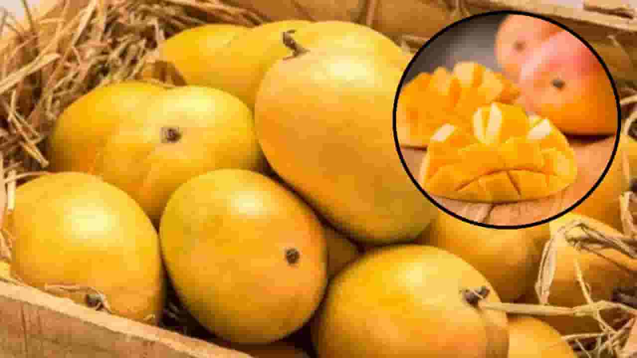 Indias Exports : भारताचे 4 कोटींचे आंबे अमेरिकेने परत पाठवले, पण का? 10 वर्षात पहिल्यांदाच असं काय घडलं? Indias Exports : भारताचे 4 कोटींचे आंबे अमेरिकेने परत पाठवले, पण का? 10 वर्षात पहिल्यांदाच असं काय घडलं?