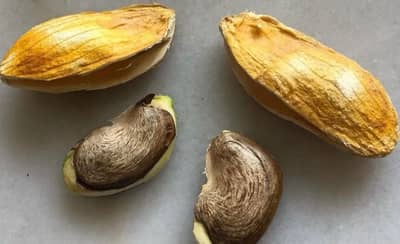 आंबा खाल्ल्यानंतर कोय फेकून देऊ नका, आरोग्याला मिळतील हे आश्चर्यकारक फायदे