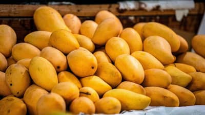 रात्रीच्या वेळेस आंबा खाताय? जरा थांबा तज्ज्ञांनी सांगितले यामागचे गंभीर कारण, जाणून घ्या