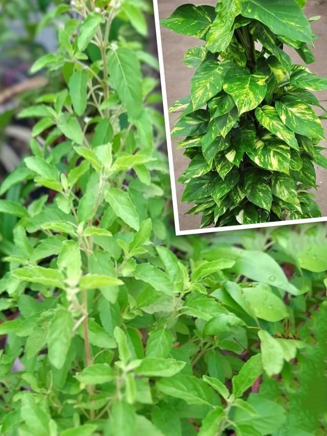 मनी प्लांटसोबत तुळस लावल्यास काय होते? मनी प्लांटसोबत तुळस लावल्यास काय होते?