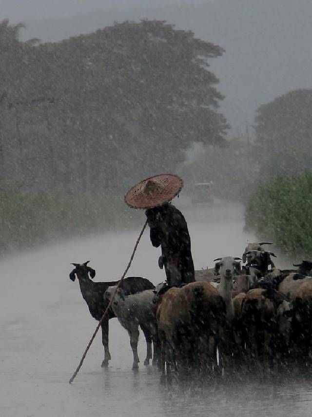 यंदा पावसाने 16 वर्षांचा विक्रम मोडला?