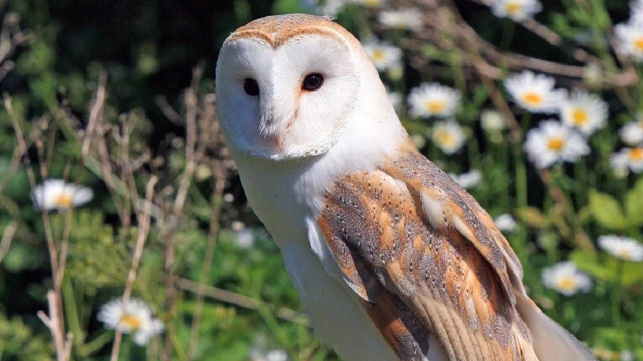 घुबड या पक्ष्याबद्दल अनेक समज गैरसमज आहेत. अनेकजण या पक्षाला अशुभ समजतात. 