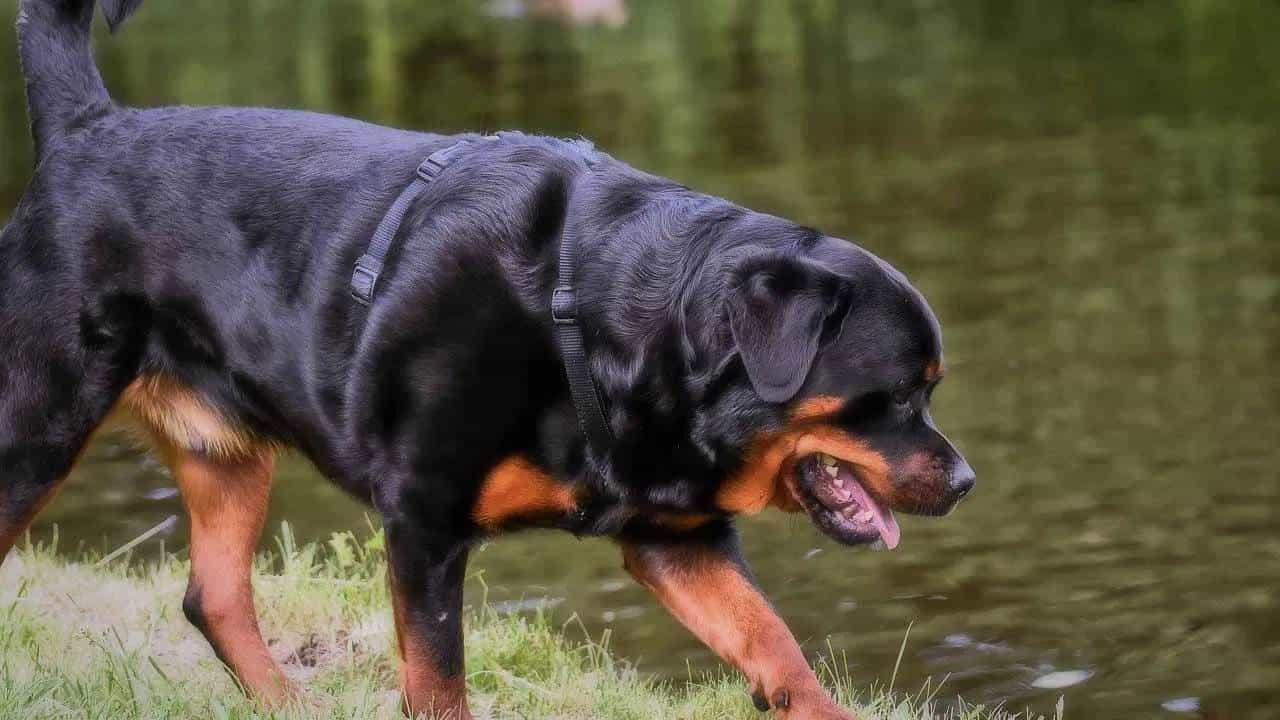 Rotweiler Dog : रॉटविलर कुत्रा कोणाचाच नसतो, चार महिन्याच्या मुलीसोबत जे केलं, ते ऐकून थरकाप उडेल