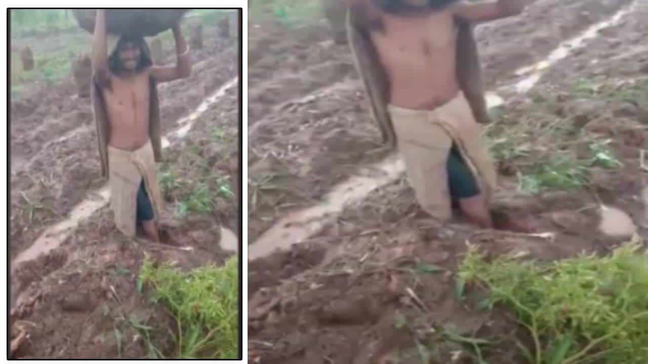 Satara Rain : पावसाचा कहर, शेतात चिखलच चिखल... शेतकऱ्याचे पाय मातीत रुतले, शेतमाल बाहेर काढताना कसरत