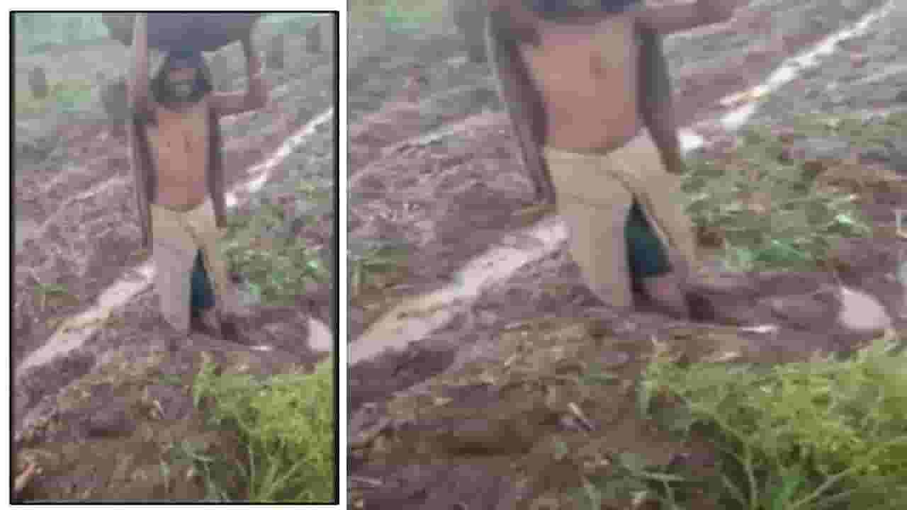 Satara Rain : पावसाचा कहर, शेतात चिखलच चिखल... शेतकऱ्याचे पाय मातीत रुतले, शेतमाल बाहेर काढताना कसरत Satara Rain : पावसाचा कहर, शेतात चिखलच चिखल... शेतकऱ्याचे पाय मातीत रुतले, शेतमाल बाहेर काढताना कसरत