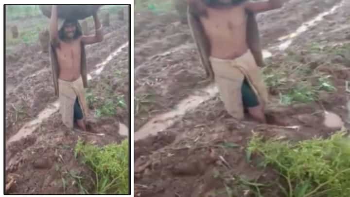 Satara Rain : पावसाचा कहर, शेतात चिखलच चिखल... शेतकऱ्याचे पाय मातीत रुतले, शेतमाल बाहेर काढताना कसरत Satara Rain : पावसाचा कहर, शेतात चिखलच चिखल... शेतकऱ्याचे पाय मातीत रुतले, शेतमाल बाहेर काढताना कसरत
