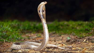 साप उलटा का सरपटू शकत नाही? काय आहे प्रमुख कारण?