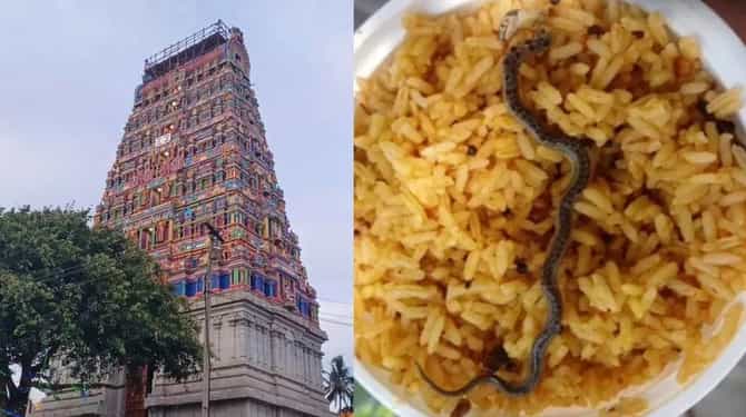 धक्कादायक, मंदिराच्या प्रसादातच सापडला सांप, भाविकात हडकंप… फोटो व्हायरल