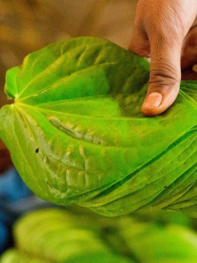 उन्हाळ्यात पान खाल्ल्याने काय फायदे होतात? उन्हाळ्यात पान खाल्ल्याने काय फायदे होतात?
