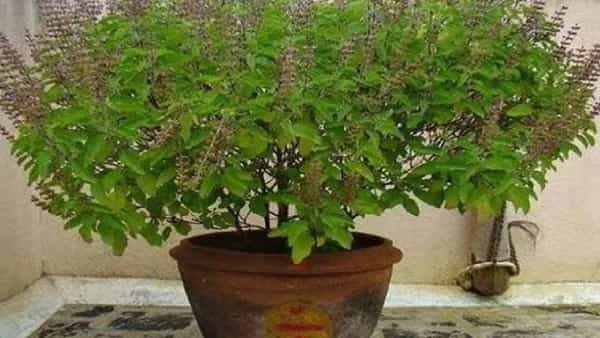 तुळशीच्या पानांना आयुर्वेदात महत्त्वाचे स्थान आहे. रोज तुळशीची पाच ते सात पानं खाल्ल्याने त्याचा शरीरावर चांगला परिणाम पडतो.