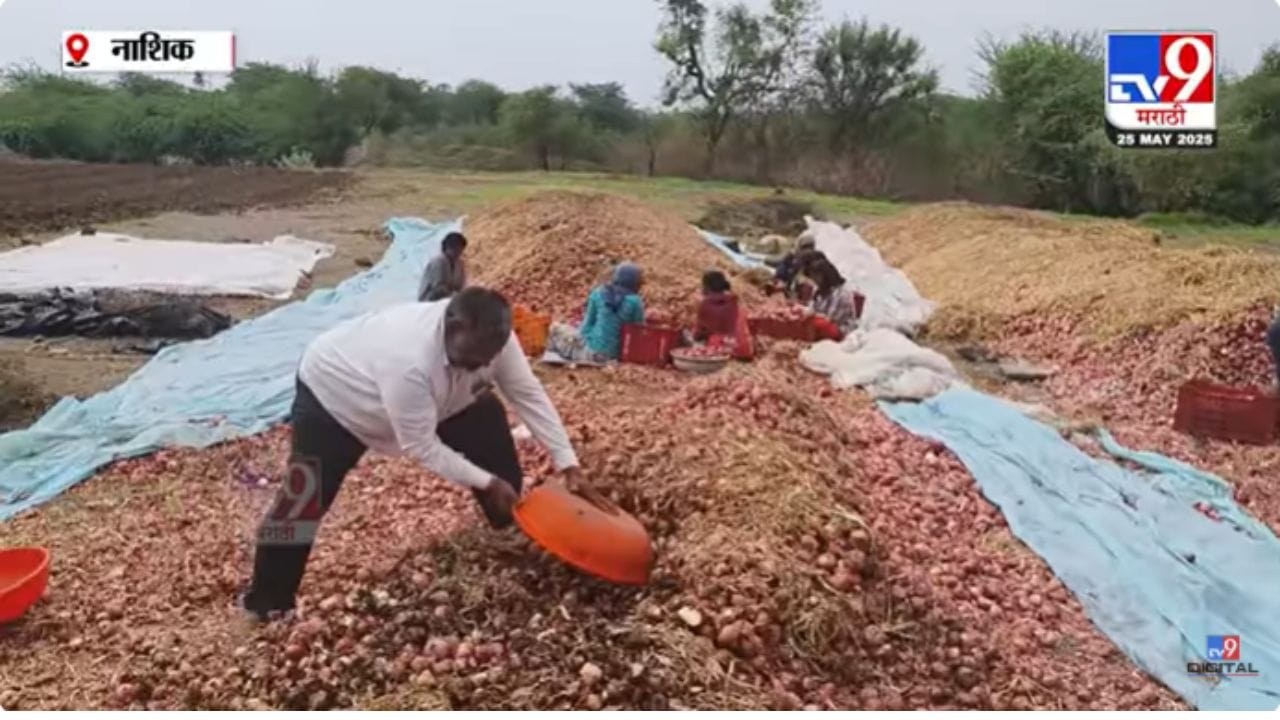 Unseasonal Rain : कांदा पुन्हा रडवणार; अवकाळीमुळे कांद्याचं पीक सडण्यास सुरुवात