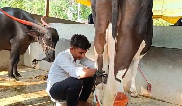 आपल्या शेतातील गाय आणि म्हशींच्या दुधाच्या धारा काढत विशाल सलगर अभ्यास करीत होता.त्याने या पराक्रमाबद्दल समाधान व्यक्त केले आहे.