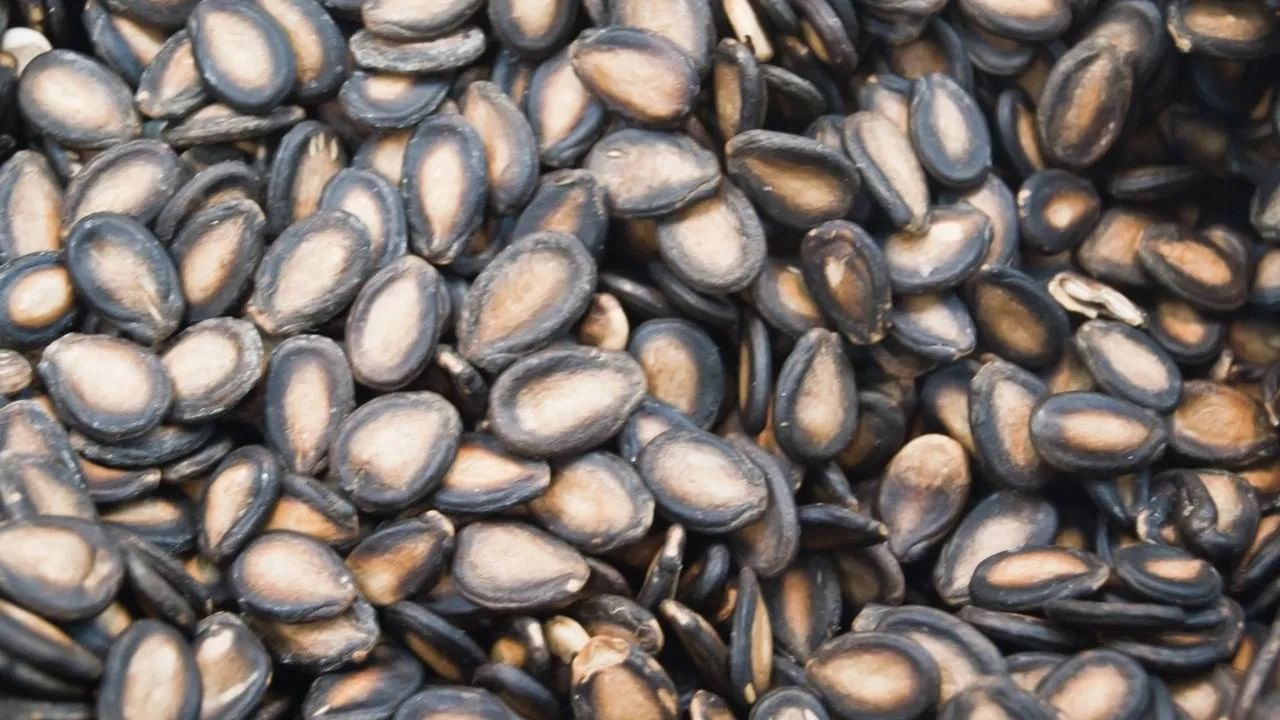 कलिंगडच्या बियांमध्ये मोनोअनसॅच्युरेटेड आणि पॉलीअनसॅच्युरेटेड फॅटी अॅसिड असतात. यामुळे हृदयाचे आरोग्य सुधारण्यास मदत होते.