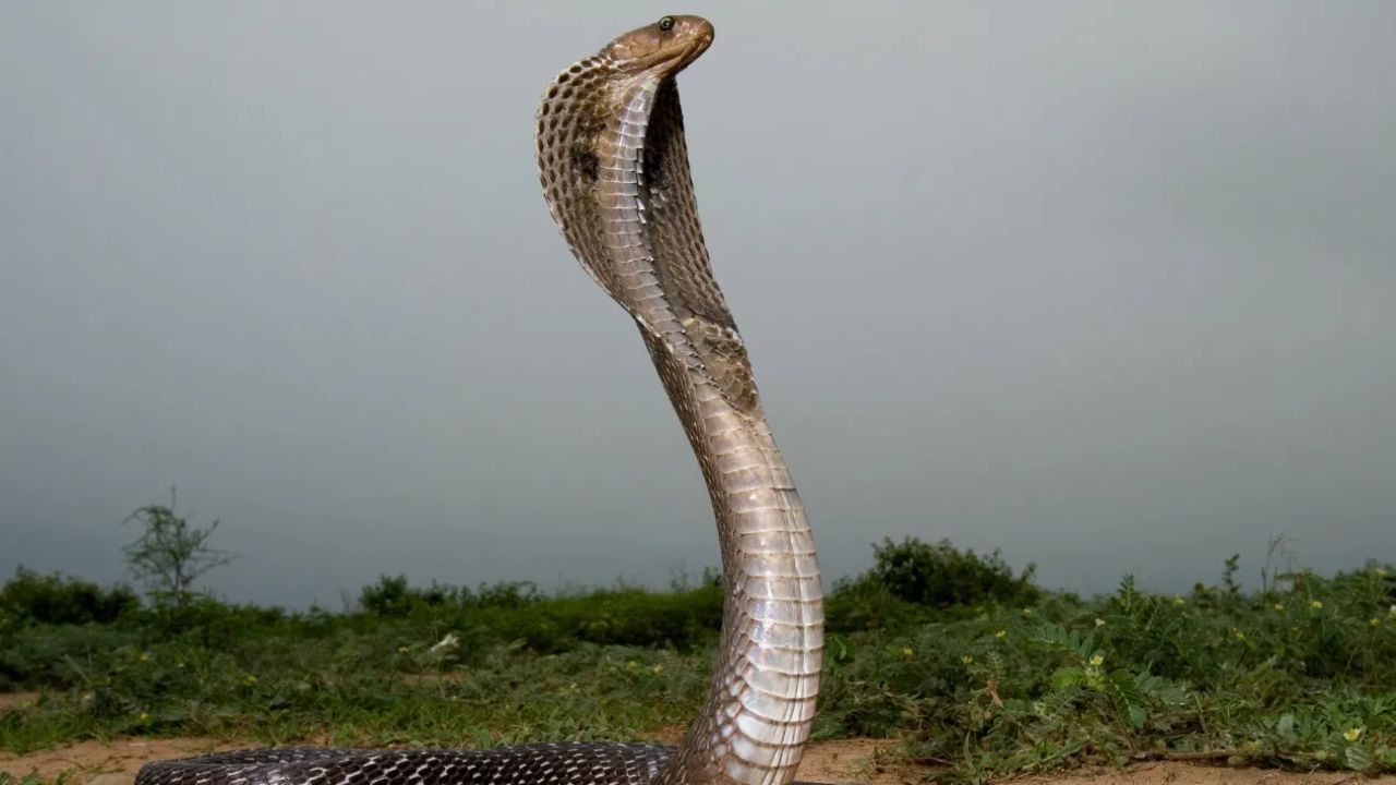 पावसाळा सुरू झाला आहे, पावसाळ्यात बिळांमध्ये पाणी शिरल्यामुळे साप बाहेर पडण्याचं प्रमाण वाढलं आहे.पावसाळ्याच्या दिवसांत अनेकदा रस्त्यावर साप दिसून येतात.