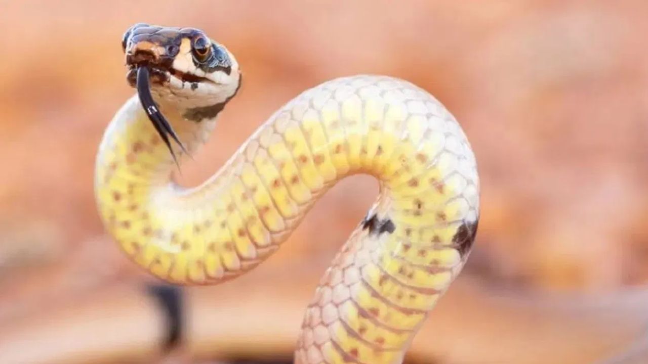 पावसाळ्याच्या दिवसांमध्ये अनेक लोक आपल्या घराच्या परिसरात बाग तयार करतात. विविध प्रकारची झाडं, वनस्पती लावतात. त्यामुळे सापांना लपण्यासाठी जागा मिळते आणि साप तुमच्या घरापर्यंत पोहोचतात.