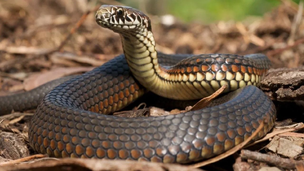 जर तुम्हाला तुमच्या घरात सापांची एन्ट्री बंद करायची असेल तर अशा काही वनस्पती आहेत, ज्याच्या विशिष्ट गुणधर्मामुळे साप त्या परिसरात देखील फिरकत नाही, अशाच काही वनस्पतींबद्दल आपण आज माहिती घेणार आहोत.