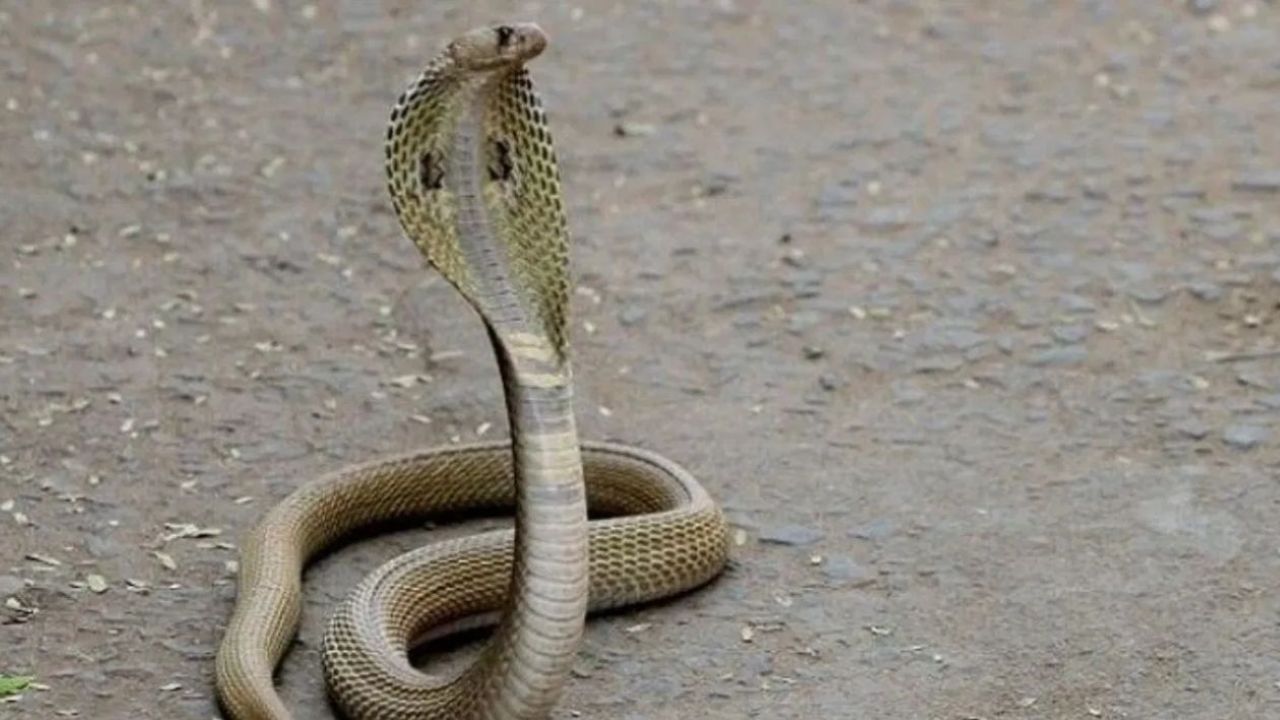 लसून  - लसनाच्या रोपांना देखील एक विशिष्ट प्रकारचा वास असतो, या वासामुळे साप या वनस्पतीपासून दूर राहतात.( डिस्क्लेमर : वरील माहिती उपलब्ध स्रोतावरून देण्यात आलेली आहे. याच्या तथ्यांबद्दल आम्ही कुठलाही दावा करीत नाही, तसेच अंधश्रद्धेला दुजोरा देत नाही)    