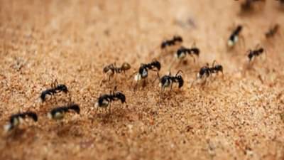 ही आहे जगातील सर्वात विषारी मुंगी; नाग आणि विंचवापेक्षाही भयानक दंश