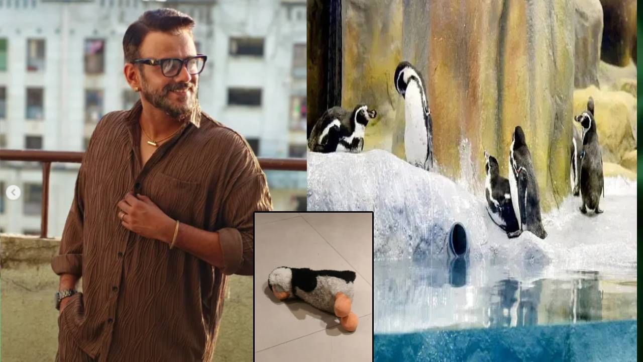 पेंग्विनचं नाव काय ठेवायचं? राज्यकर्त्यांनी सांगावं; मराठमोळ्या अभिनेत्याचा खोचक टोला