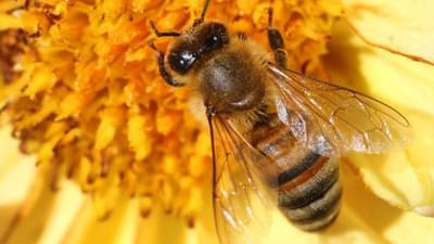 मधमाशीने गळ्याला डंख मारला तर व्यक्तीचा खरंच मृत्यू होतो का? जसं संजय कपूर यांच्यासोबत घडलं