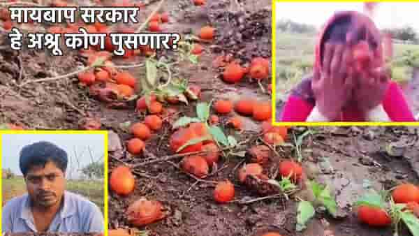 Tomato Farmer : रडत रडत थोबाड झोडले, शेतकर्याचा हृदय पिळवटून टाकणारा आक्रोश, अवकाळीमुळे शेतातच टोमॅटोचा लाल चिखल, आता वाली कोण?