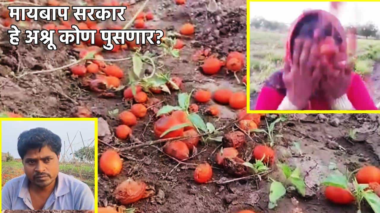Tomato Farmer : रडत रडत थोबाड झोडले, शेतकर्याचा हृदय पिळवटून टाकणारा आक्रोश, अवकाळीमुळे शेतातच टोमॅटोचा लाल चिखल, आता वाली कोण?