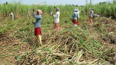 Beed News : धक्कादायक! बीड पुन्हा चर्चेत, 800 ऊसतोड महिलांच्या गर्भपिशव्या काढल्या