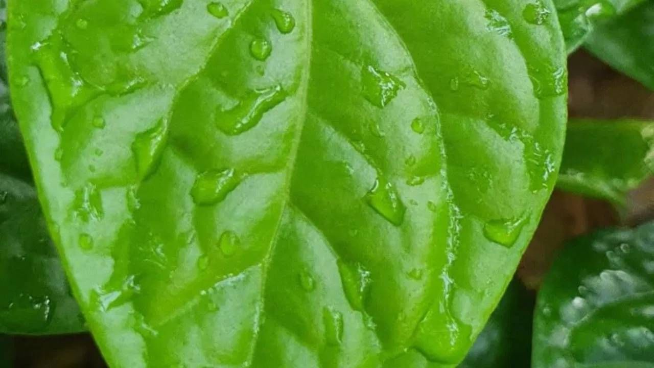 हिंदू धर्मातील सोळा संस्कार आणि विविध उपासनेत विड्याचे पान आणि सुपारीचे विशेष स्थान आहे. देवतांना 'तांबूल' म्हणून अर्पण केले जाते. सोळा उपायांपैकी एक आहे, ज्यामुळे पूजा पूर्ण मानली जाते. (Photo_TV9 Network)