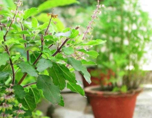 हिंदू धर्मात तुळशीच्या झाडाला फार महत्त्व आहे. अनेकांच्या घरासमोरील अंगणात तुळशीचे एक झाड असतेच. पण एका प्रकारच्या तुळशीच्या झाडामुळे तुमचे कुटुंब आर्थिक संकटात सापडू शकते. 