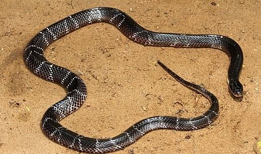 कॉमन करॅत - मण्यार (Common Krait Snake) - या सापाला मण्यार देखील म्हणतात, या सांपाच्या पाठीवर पट्टे असतात, हा सांप रात्रीचा सक्रीय असतो,त्यामुळे लोक झोपेत असताना हा साप चावतो. विशेष म्हणजे हा सांप चावल्यानंतर लगेच दुखत नाही.त्यामुळे लोकांना कळत नाही की त्यांना सापाने दंश केला आहे. याचे विष मज्जासंस्थेवर परिणाम करते. त्यामुळे श्वास घेण्यास त्रास होतो. वेळीच उपचार न मिळाल्याने प्राण जातात.