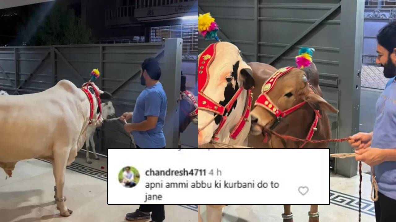 अपने अम्मी-अब्बू की कुर्बानी दो...; पाकिस्तानी क्रिकेटपटूने ईदला दिली बैलाची कुर्बानी, नेटकरी संतापले