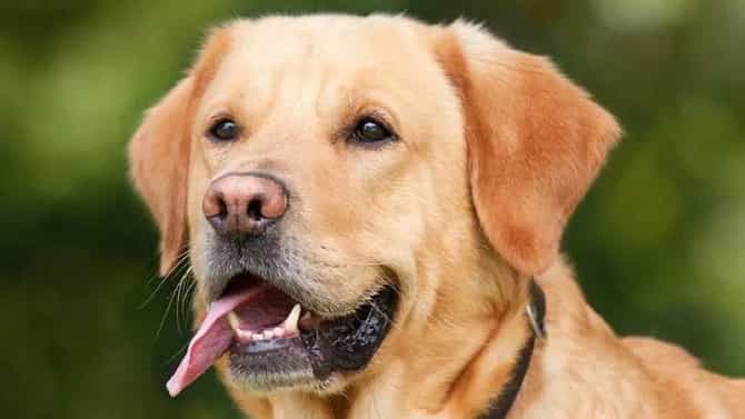 तुमच्या लाडक्या डॉगीचा तो वास नकोसा वाटतोय? मग आजच करा हे घरगुती उपाय