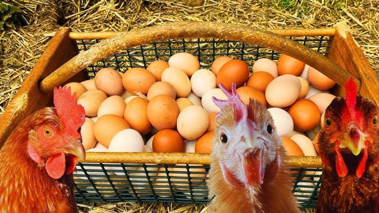 पूर्वी पृथ्वीवर जे अंडे आले ते कोंबडीचे नव्हते. जर कोंबडीचा विचार केला तर अगोदर कोंबडी आली आणि नंतर कोंबडीचे अंडे आले. कोंबडीच्या अंड्यात एक विशेष प्रोटीन असते.